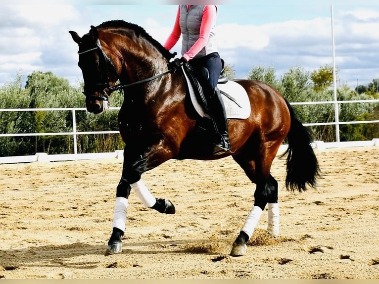 PRE Mestizo Caballo castrado 6 años 165 cm Castaño in Madrid