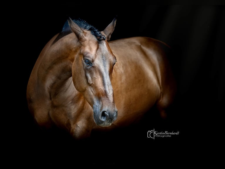 PRE Caballo castrado 6 años 165 cm Castaño oscuro in Dorsten