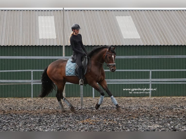 PRE Caballo castrado 6 años 165 cm Castaño oscuro in &#39;s-Gravenhage