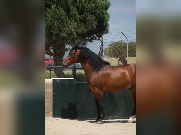 PRE Mestizo Caballo castrado 6 años 165 cm Castaño rojizo in Hamburg