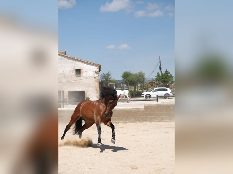 PRE Mestizo Caballo castrado 6 años 165 cm Castaño rojizo in Hamburg