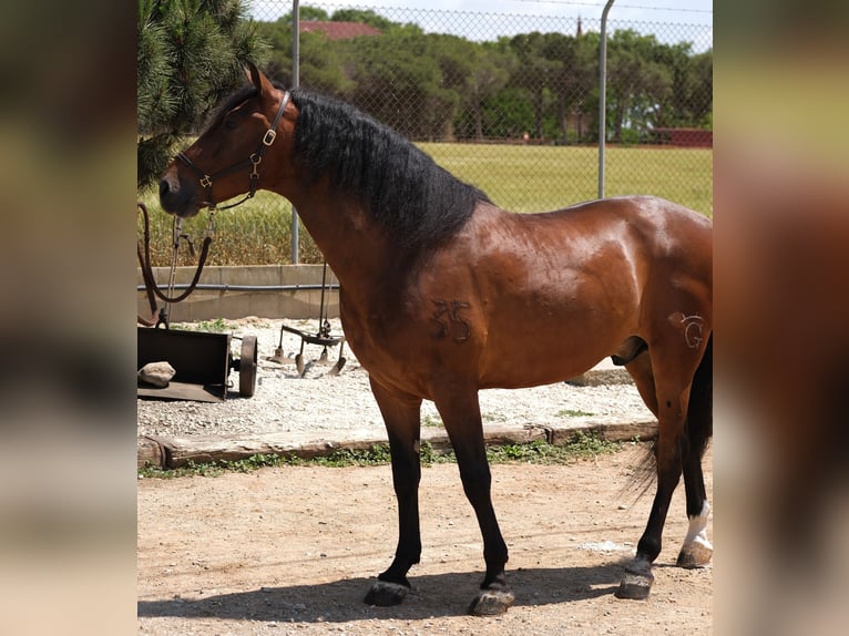 PRE Mestizo Caballo castrado 6 años 165 cm Castaño rojizo in Hamburg