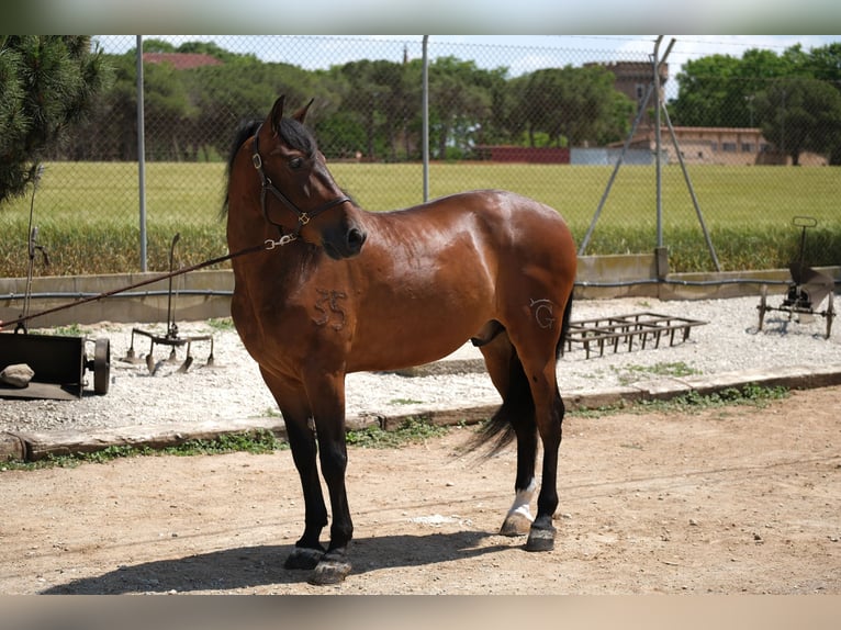 PRE Mestizo Caballo castrado 6 años 165 cm Castaño rojizo in Hamburg