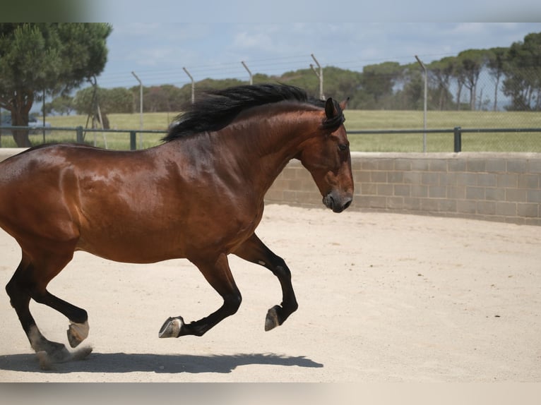 PRE Mestizo Caballo castrado 6 años 165 cm Castaño rojizo in Hamburg