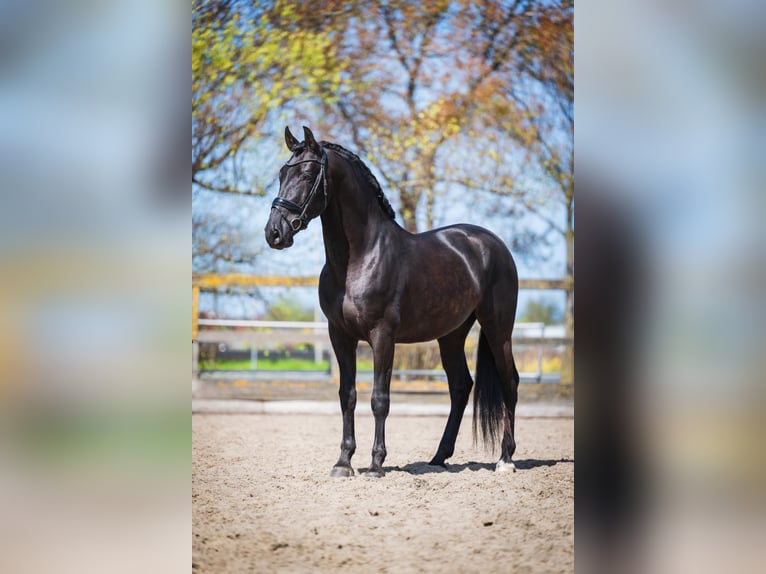 PRE Mestizo Caballo castrado 6 años 165 cm Negro in Grebenhain