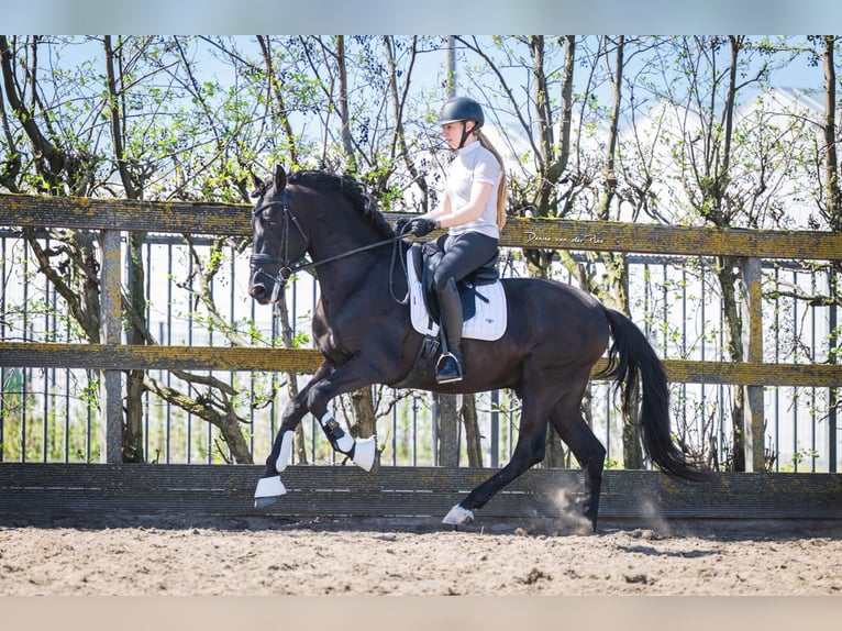 PRE Mestizo Caballo castrado 6 años 165 cm Negro in Poeldijk