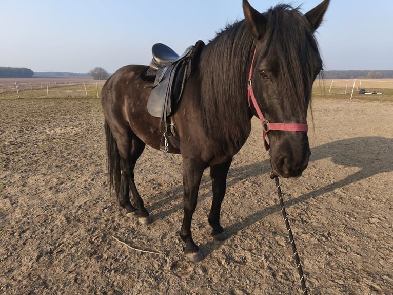 PRE Caballo castrado 6 años 165 cm Negro in Karstädt