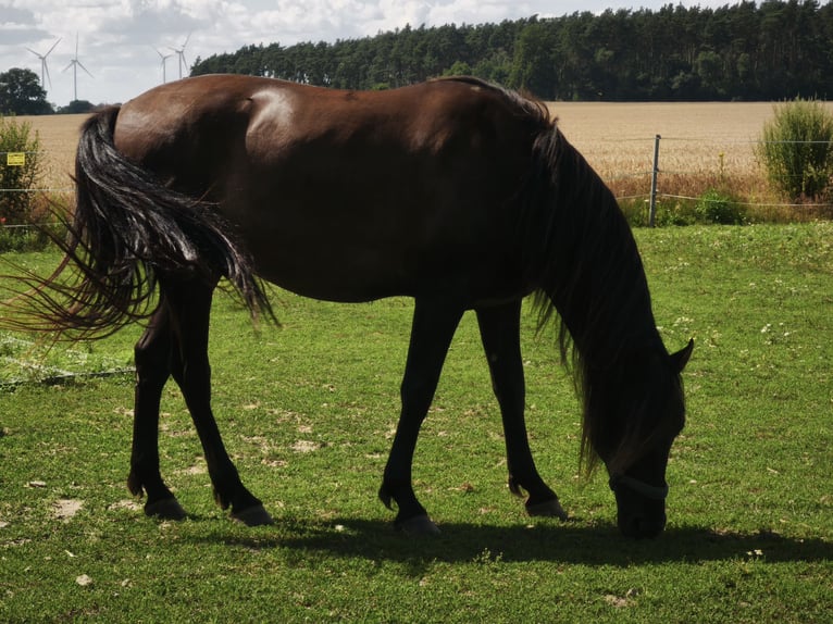 PRE Caballo castrado 6 años 165 cm Negro in Karstädt