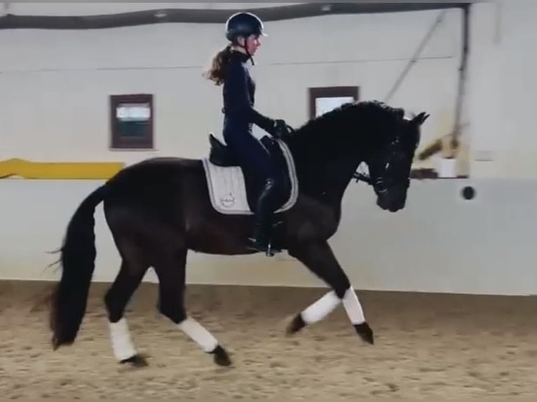 PRE Mestizo Caballo castrado 6 años 165 cm Negro in Sottrum