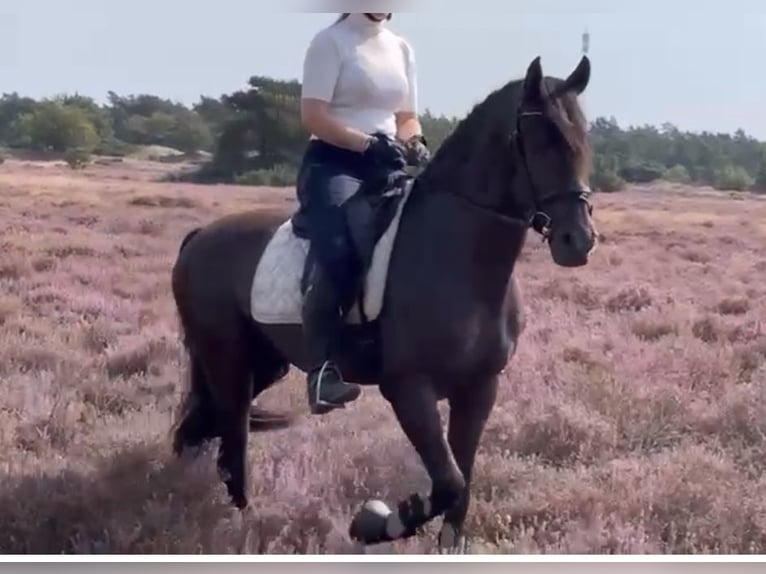 PRE Mestizo Caballo castrado 6 años 165 cm Negro in Sottrum