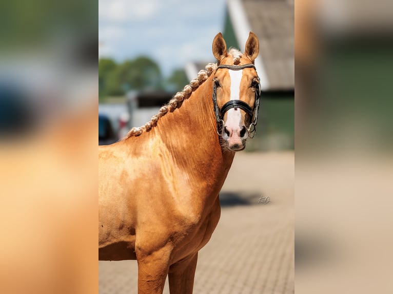 PRE Caballo castrado 6 años 165 cm Palomino in Sankt Katharinen
