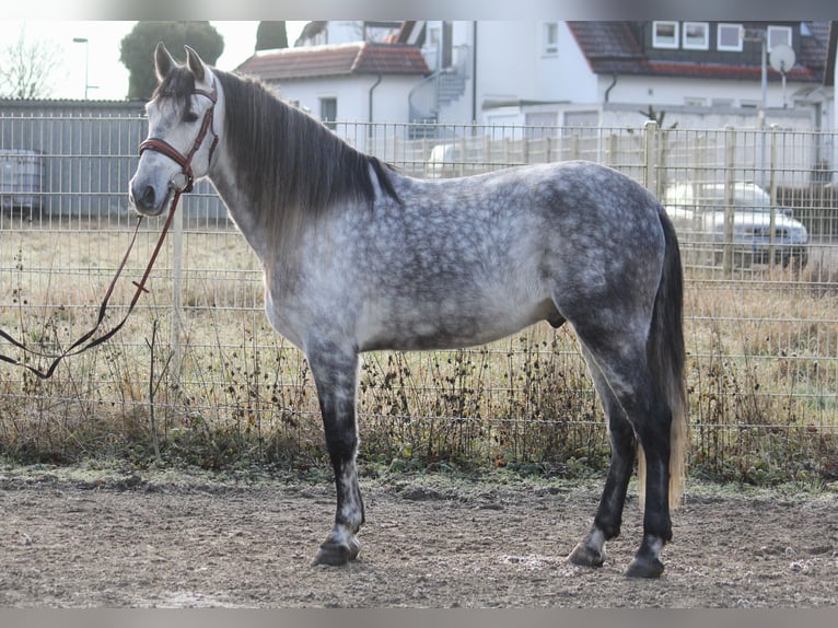 PRE Caballo castrado 6 años 165 cm Tordo in Schwäbisch Gmünd