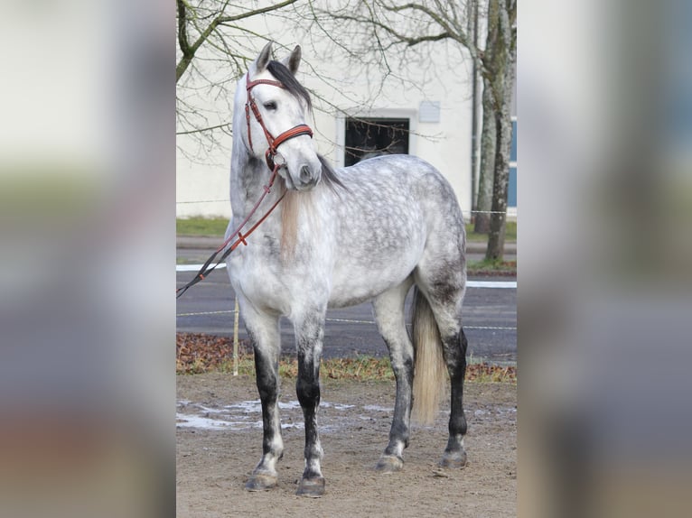 PRE Caballo castrado 6 años 165 cm Tordo in Schwäbisch Gmünd