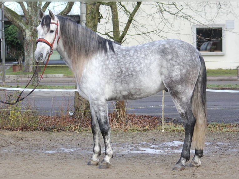 PRE Caballo castrado 6 años 165 cm Tordo in Schwäbisch Gmünd