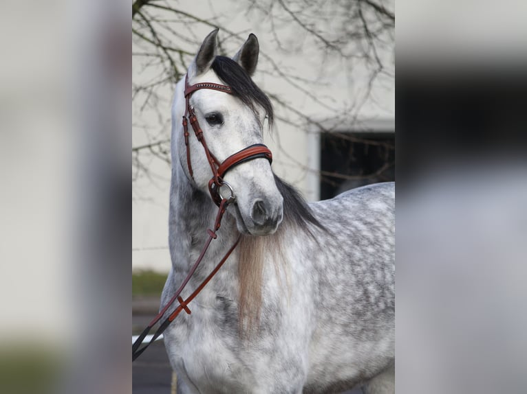 PRE Caballo castrado 6 años 165 cm Tordo in Schwäbisch Gmünd