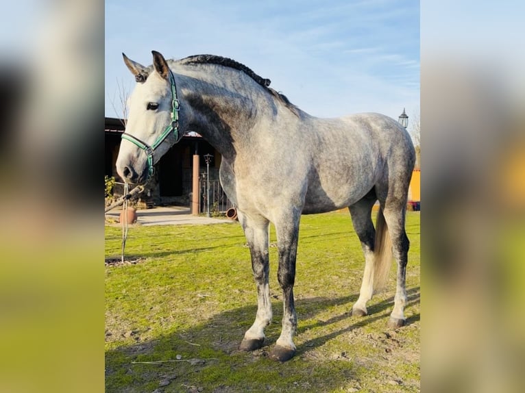PRE Mestizo Caballo castrado 6 años 165 cm Tordo in Talarrubias