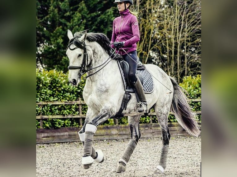 PRE Mestizo Caballo castrado 6 años 165 cm Tordo in Nordhorn