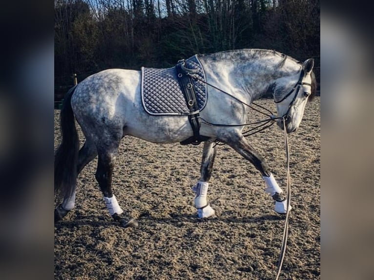 PRE Mestizo Caballo castrado 6 años 165 cm Tordo in Nordhorn