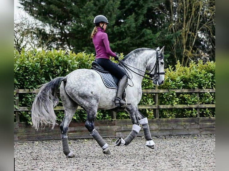 PRE Mestizo Caballo castrado 6 años 165 cm Tordo in Nordhorn