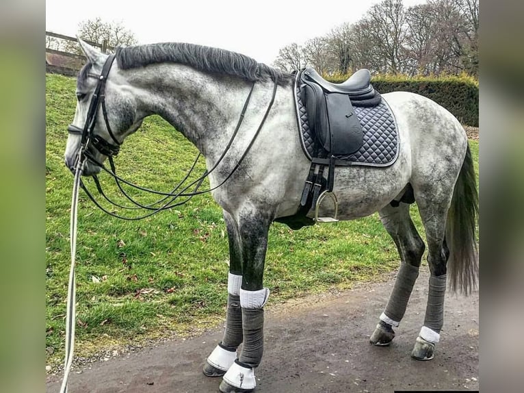 PRE Mestizo Caballo castrado 6 años 165 cm Tordo in Nordhorn