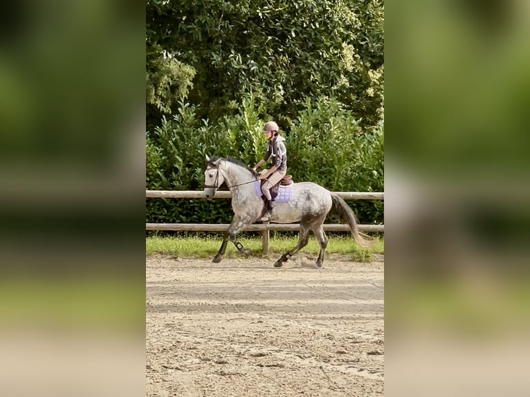 PRE Mestizo Caballo castrado 6 años 165 cm Tordo in Bonnelles