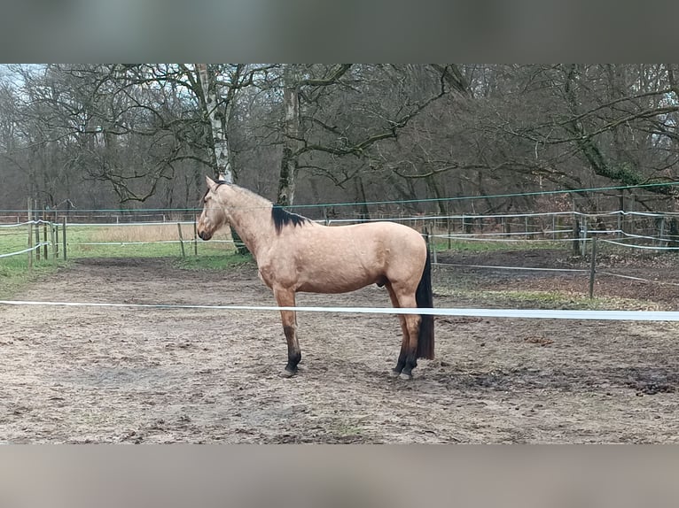 PRE Caballo castrado 6 años 166 cm Buckskin/Bayo in Weiterstadt