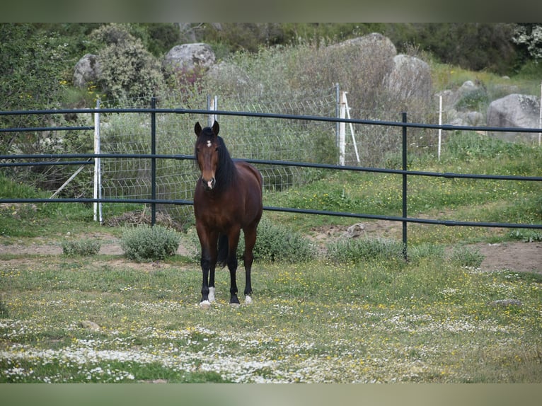 PRE Caballo castrado 6 años 166 cm Castaño in El Real De La Jara, Sevilla