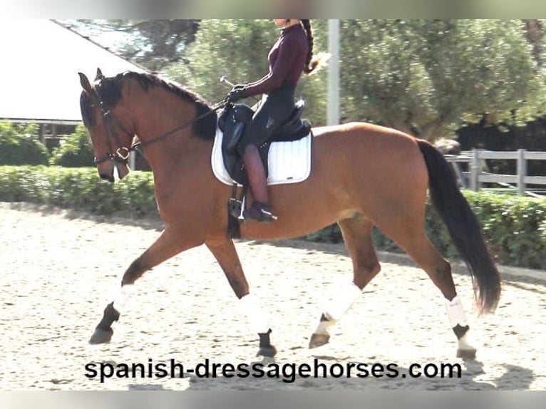 PRE Mestizo Caballo castrado 6 años 166 cm Castaño in Barcelona