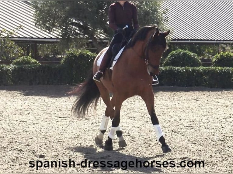 PRE Mestizo Caballo castrado 6 años 166 cm Castaño in Barcelona