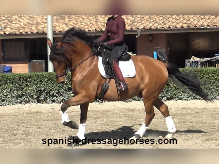 PRE Mestizo Caballo castrado 6 años 166 cm Castaño in Barcelona