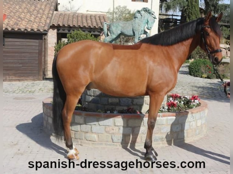 PRE Mestizo Caballo castrado 6 años 166 cm Castaño in Barcelona