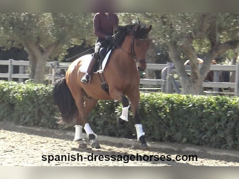 PRE Mestizo Caballo castrado 6 años 166 cm Castaño in Barcelona