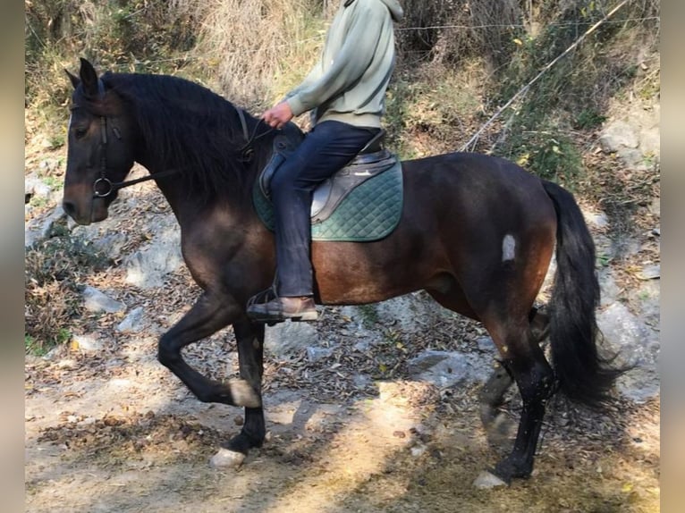 PRE Caballo castrado 6 años 166 cm Castaño oscuro in Lobras