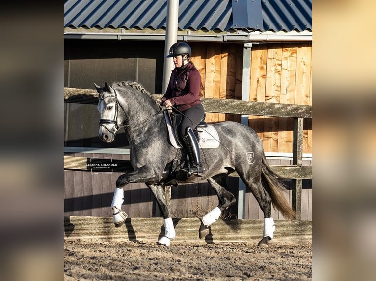 PRE Caballo castrado 6 años 166 cm Tordo in Den Ham