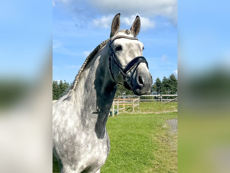 PRE Mestizo Caballo castrado 6 años 166 cm Tordo in Fredensborg