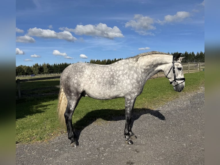 PRE Mestizo Caballo castrado 6 años 166 cm Tordo in Fredensborg