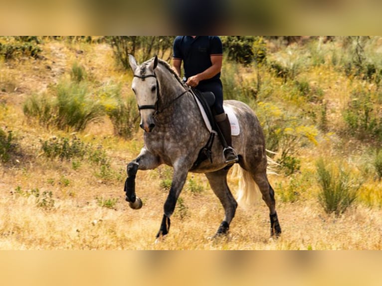 PRE Mestizo Caballo castrado 6 años 166 cm Tordo in NAVAS DEL MADRONO