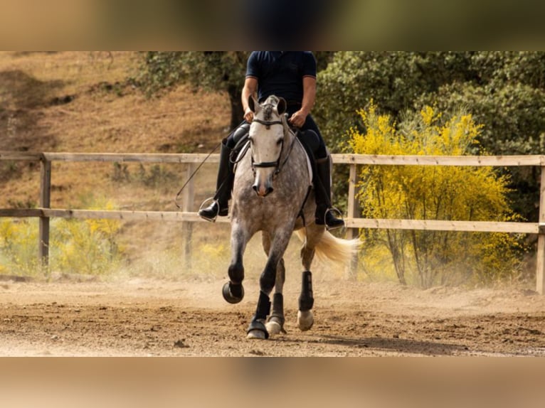 PRE Mestizo Caballo castrado 6 años 166 cm Tordo in NAVAS DEL MADRONO