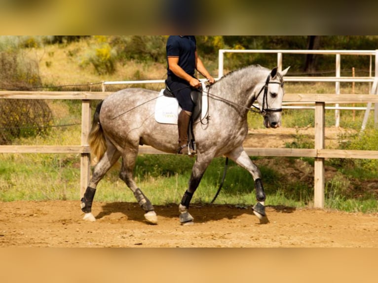 PRE Mestizo Caballo castrado 6 años 166 cm Tordo in NAVAS DEL MADRONO