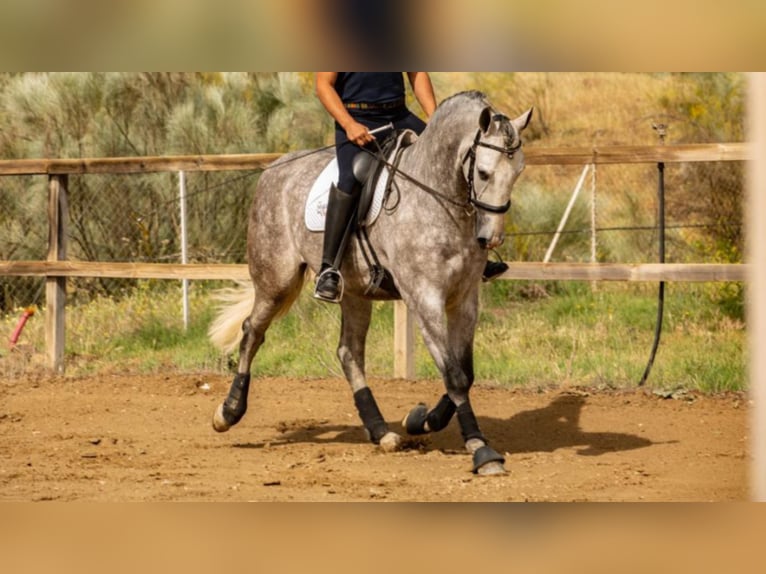 PRE Mestizo Caballo castrado 6 años 166 cm Tordo in NAVAS DEL MADRONO