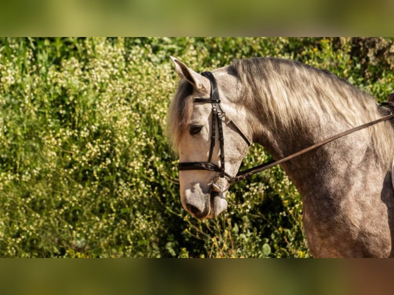 PRE Mestizo Caballo castrado 6 años 166 cm Tordo in NAVAS DEL MADRONO