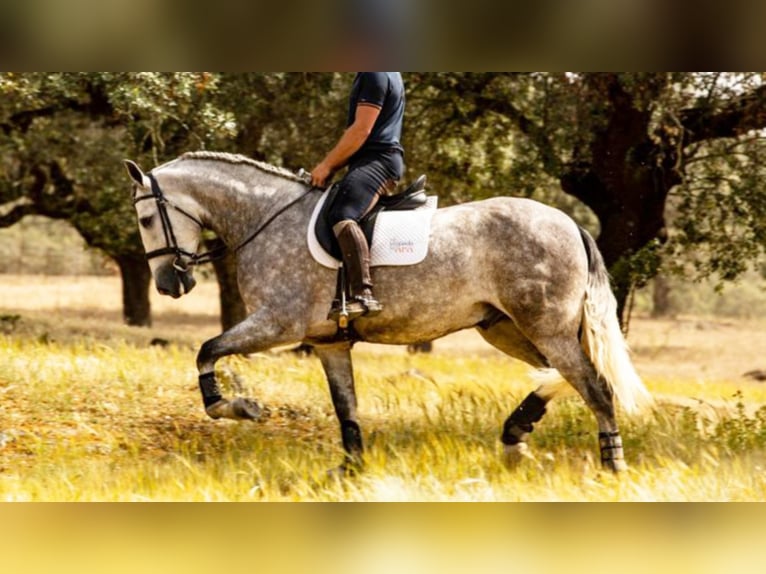 PRE Mestizo Caballo castrado 6 años 166 cm Tordo in NAVAS DEL MADRONO