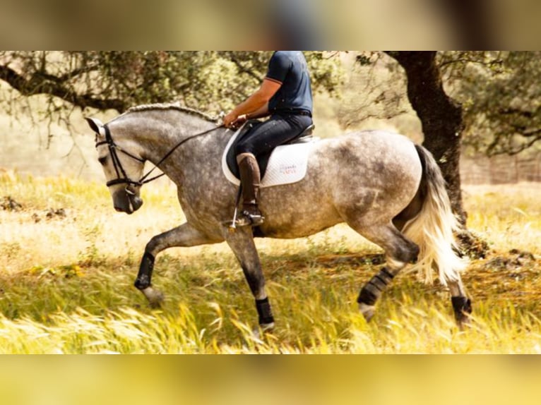 PRE Mestizo Caballo castrado 6 años 166 cm Tordo in NAVAS DEL MADRONO