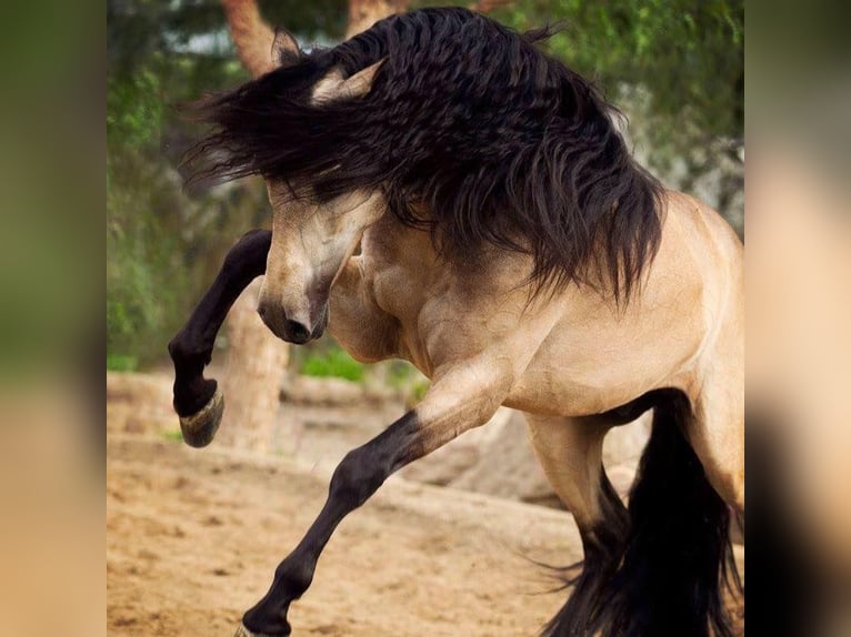 PRE Mestizo Caballo castrado 6 años 167 cm Buckskin/Bayo in Mülheim an der Ruhr