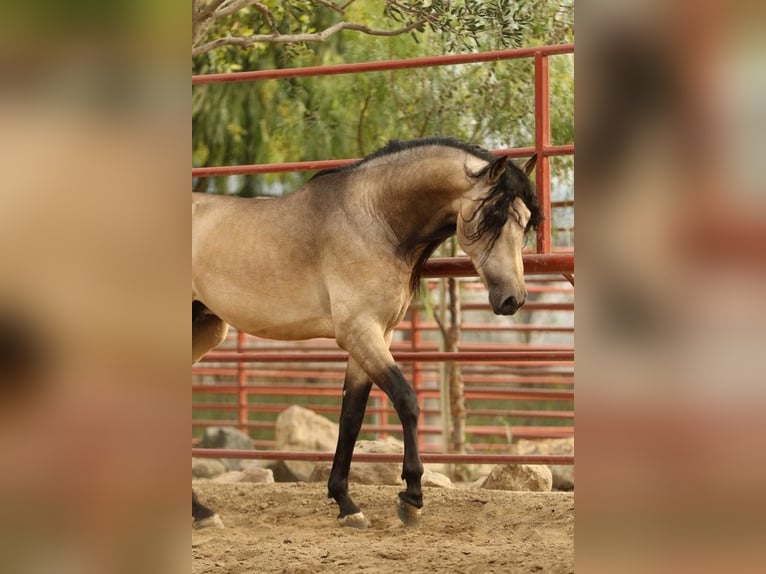 PRE Mestizo Caballo castrado 6 años 167 cm Buckskin/Bayo in Mülheim an der Ruhr