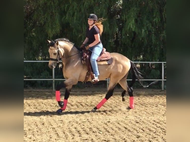 PRE Mestizo Caballo castrado 6 años 167 cm Buckskin/Bayo in Mülheim an der Ruhr