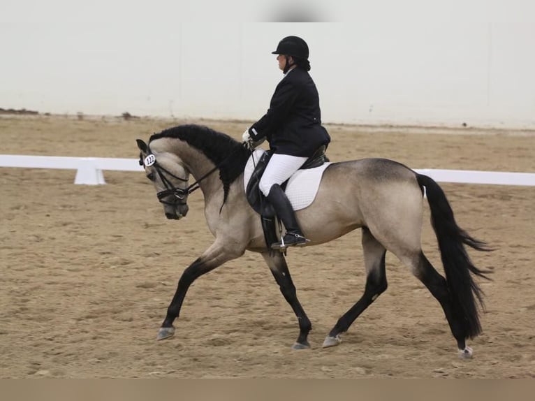 PRE Mestizo Caballo castrado 6 años 167 cm Buckskin/Bayo in Mülheim an der Ruhr