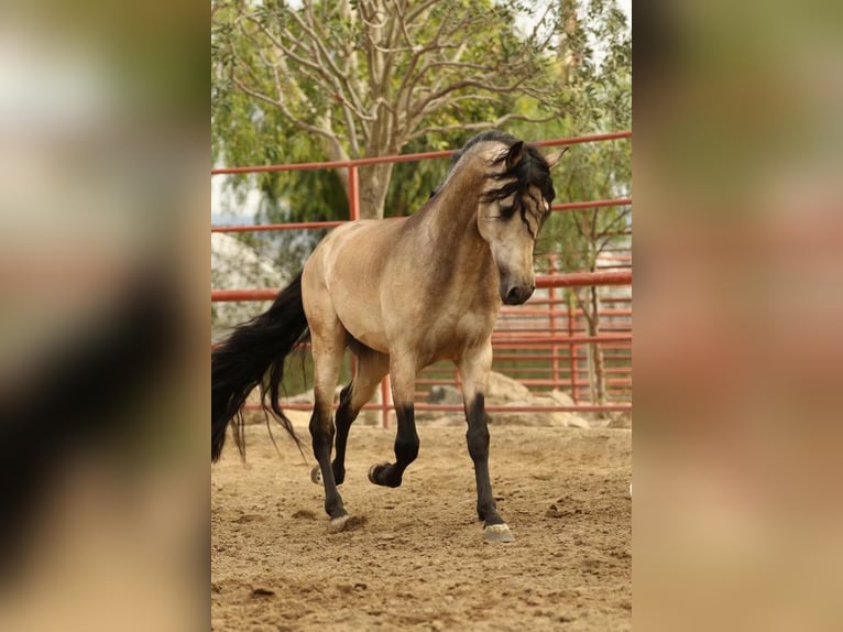 PRE Mestizo Caballo castrado 6 años 167 cm Buckskin/Bayo in Mülheim an der Ruhr