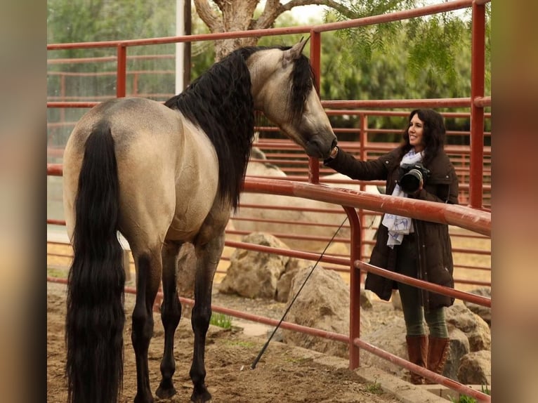 PRE Mestizo Caballo castrado 6 años 167 cm Buckskin/Bayo in Mülheim an der Ruhr