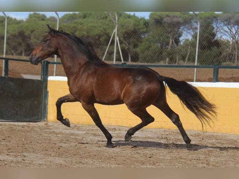 PRE Mestizo Caballo castrado 6 años 167 cm Castaño in Hamburg